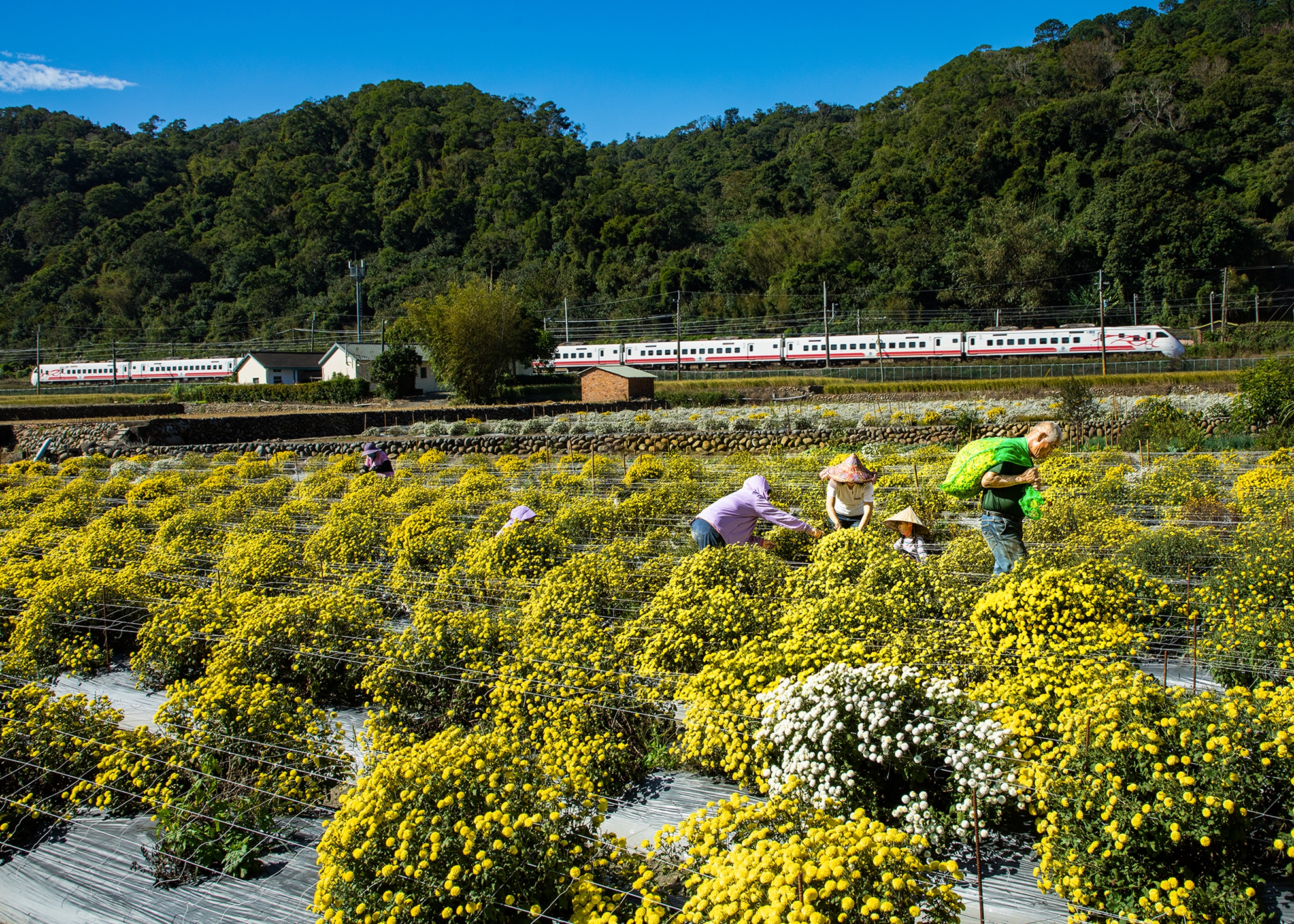 銀牌 楊泔泉 杭菊火車2